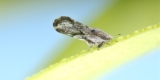 Asian Citrus Psyllid